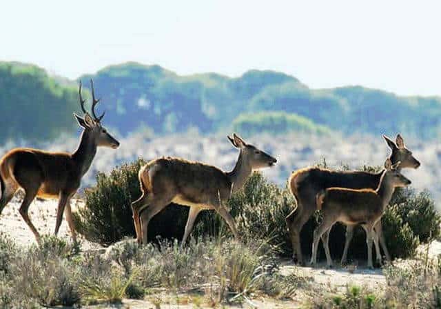 Ruta Excursion Donana